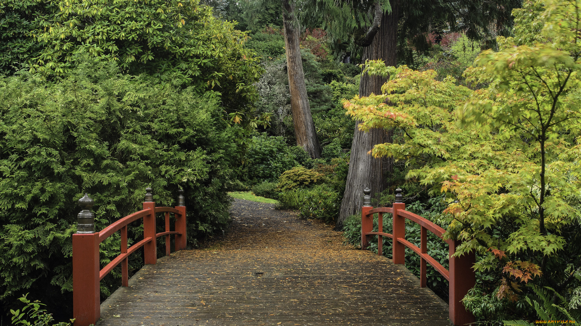 природа, дороги, дорожка, лес, мостик