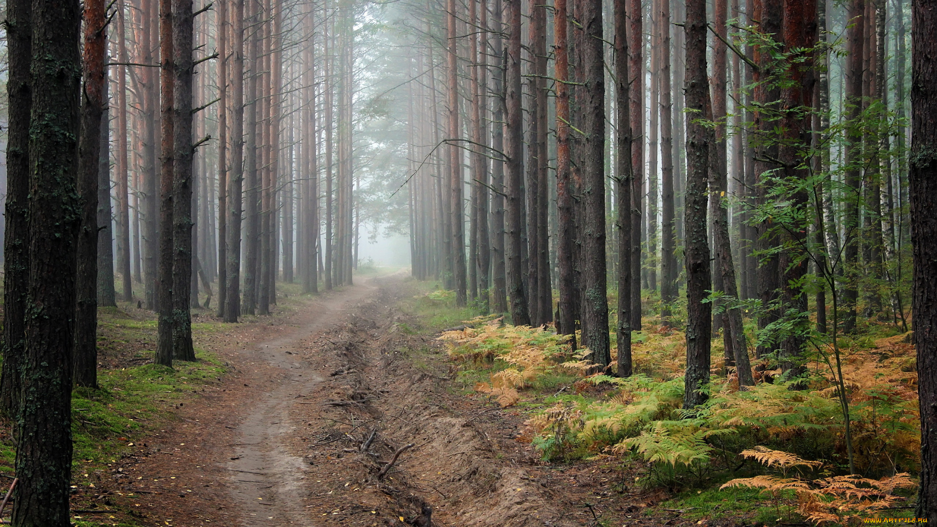 природа, дороги, лес