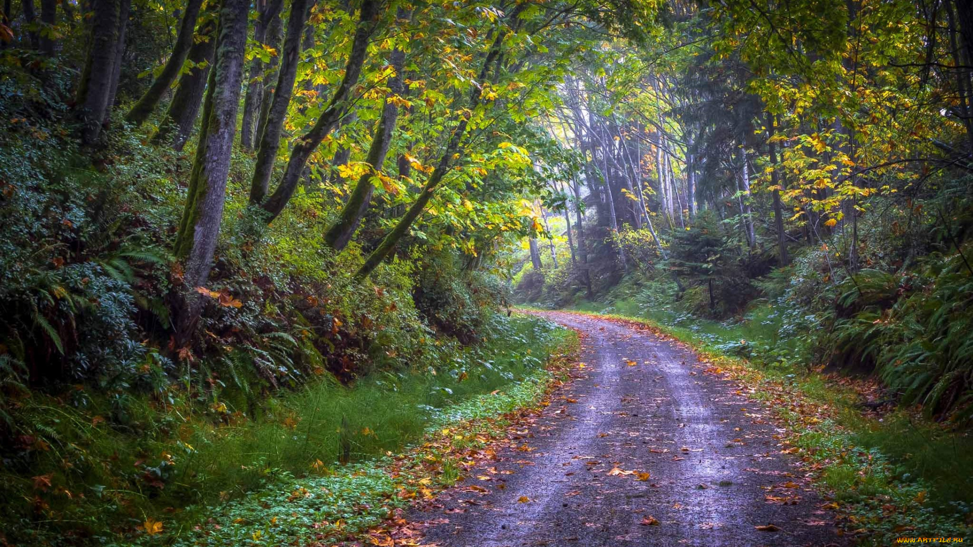 природа, дороги, лес, дорога