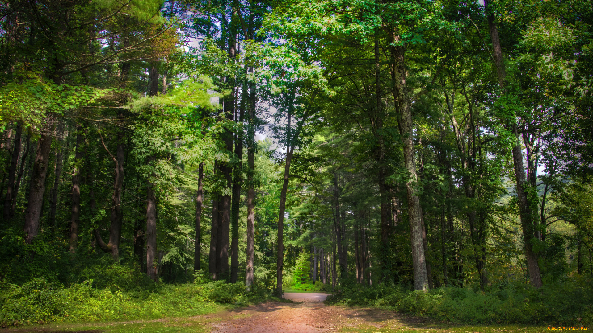 природа, дороги, тропа, деревья