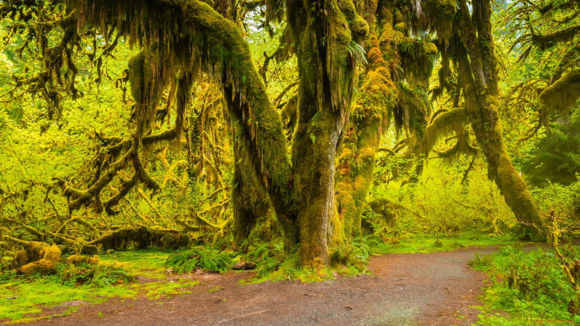 природа, дороги, тропинка, лес