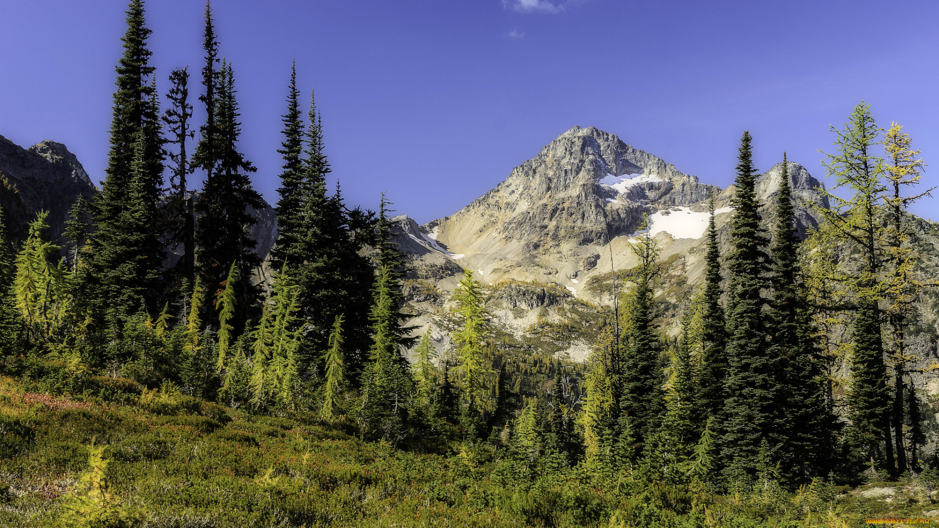 природа, горы, лес