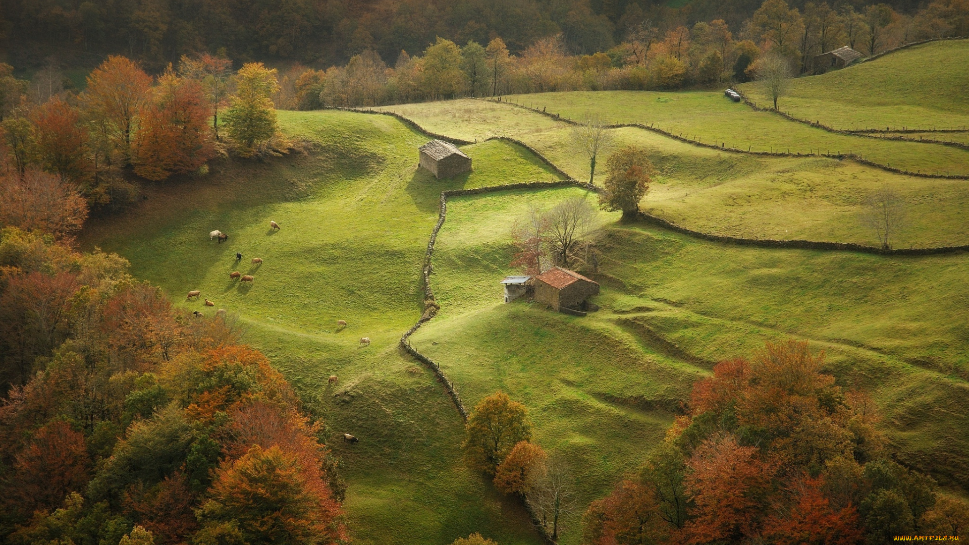 природа, луга, луг, дома, коровы, деревья