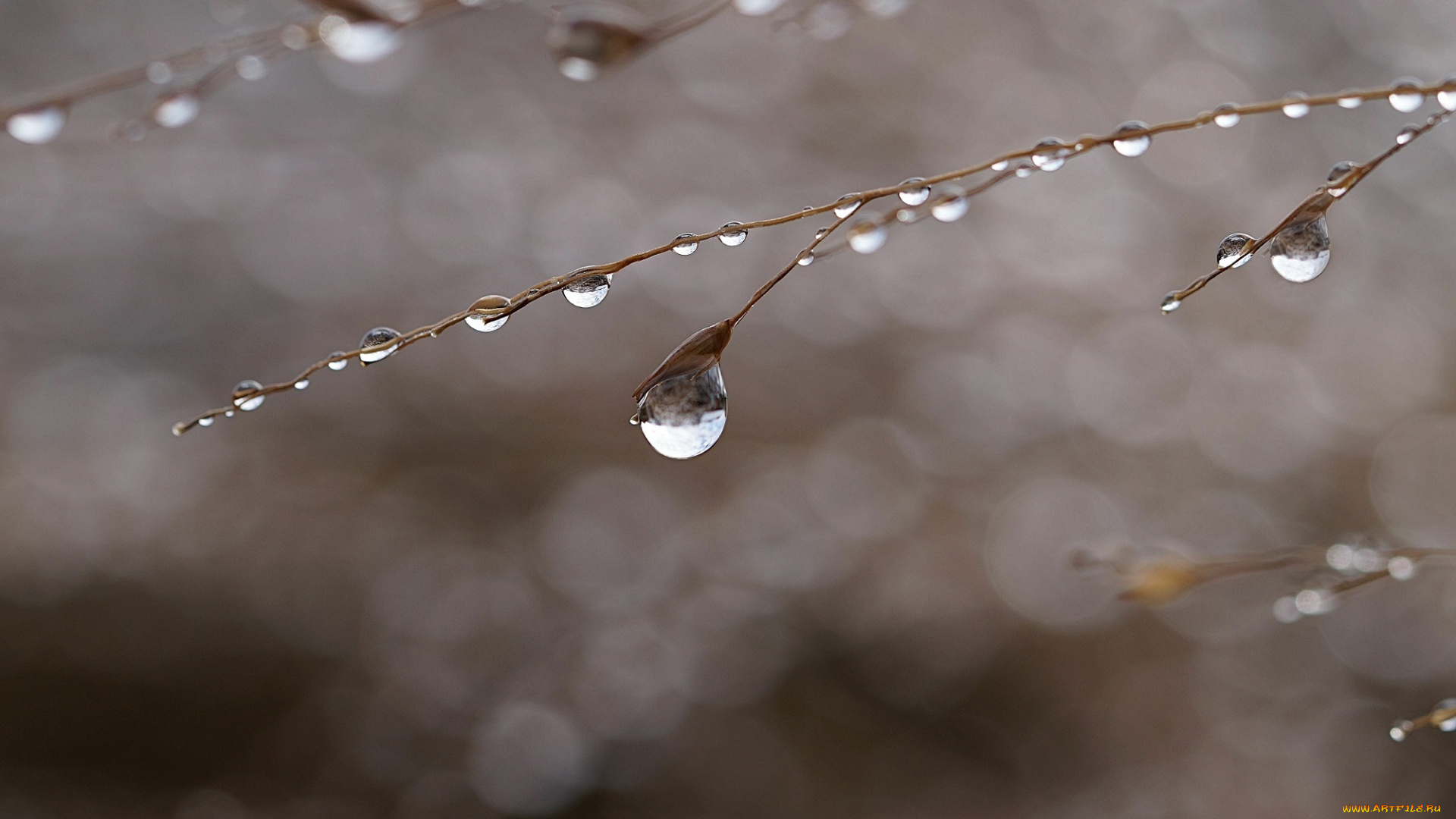 природа, макро, стебелёк, капли