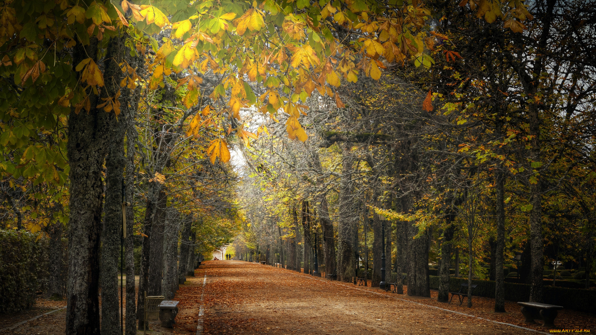 природа, парк, деревья, аллея, дорожка