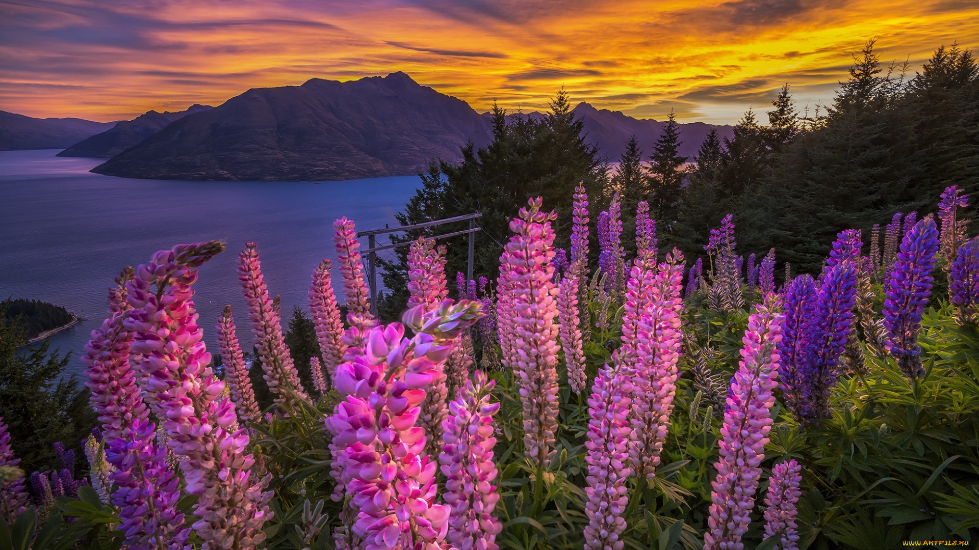 природа, пейзажи, закат, озеро, горы, панорама, цветы
