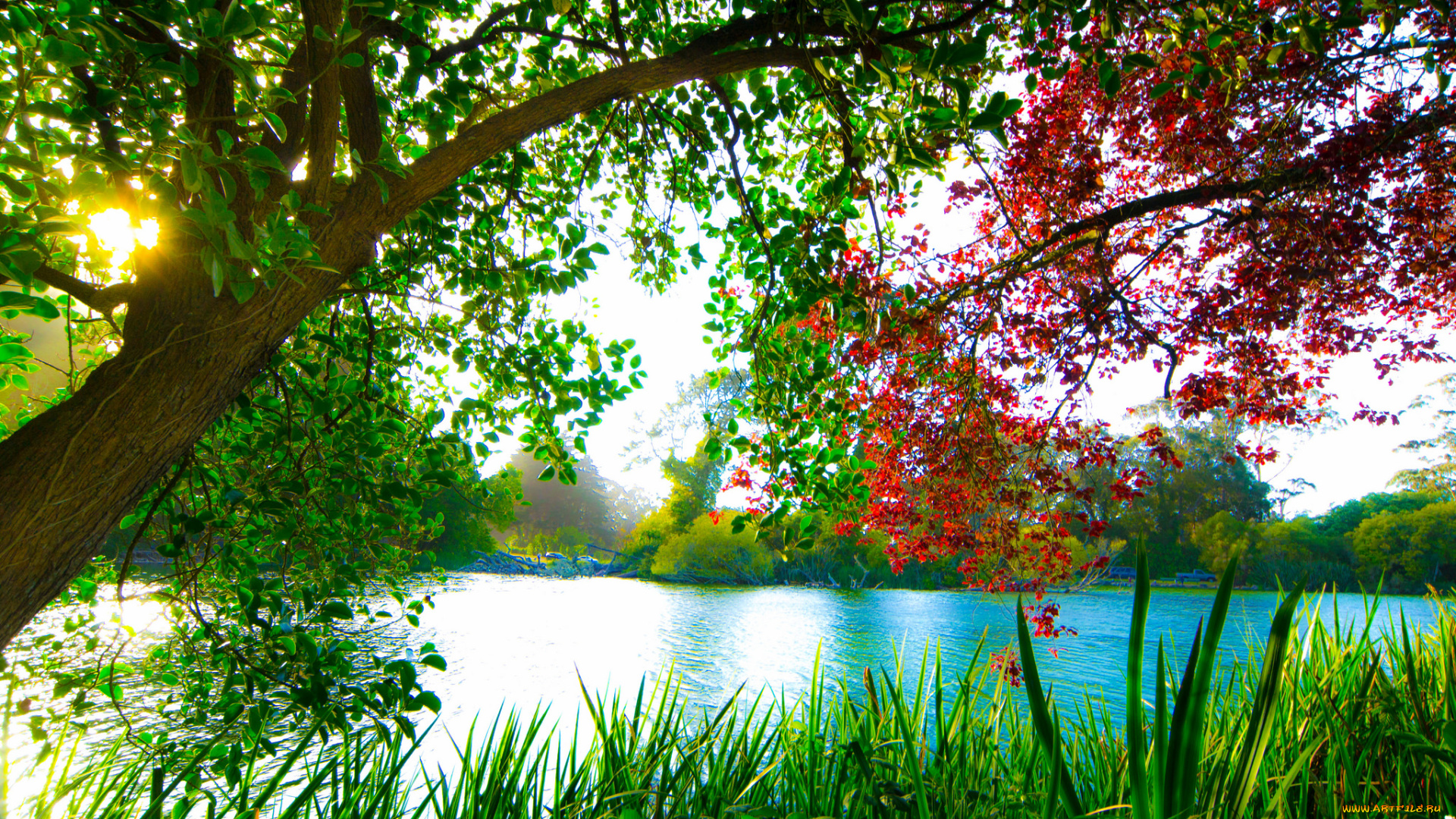 природа, реки, озера, ветки, дерево, озеро, свет