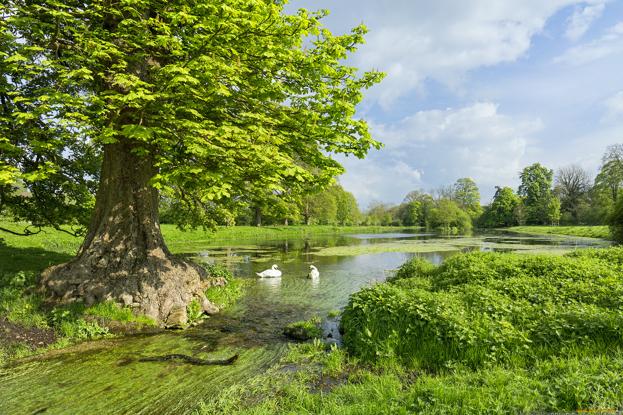 природа, пейзажи, озеро, лес