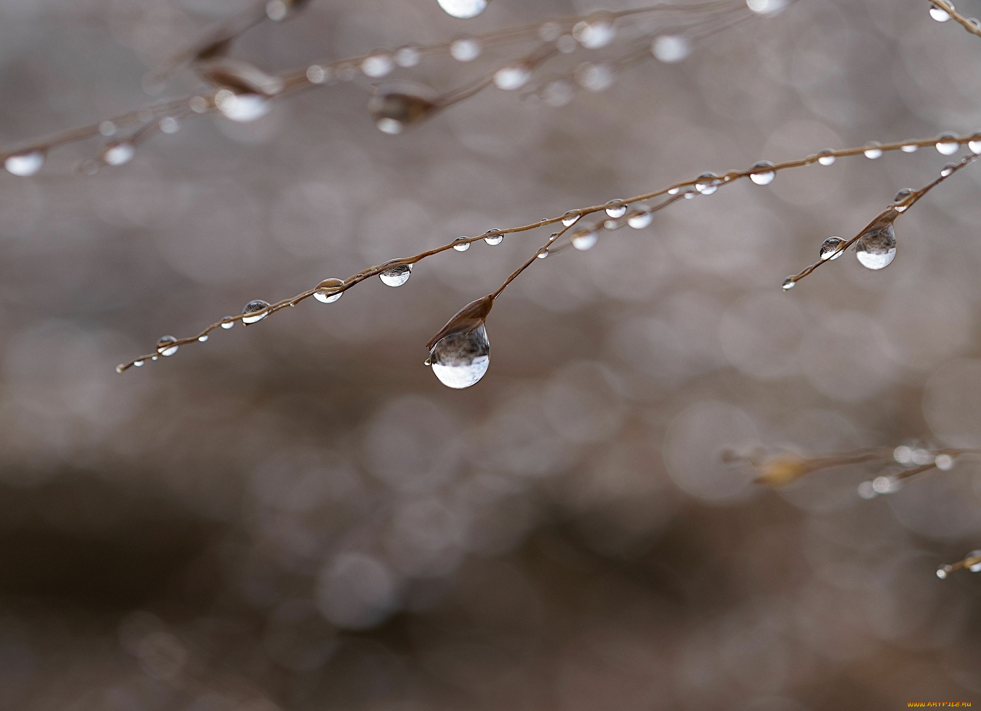 природа, макро, стебелёк, капли