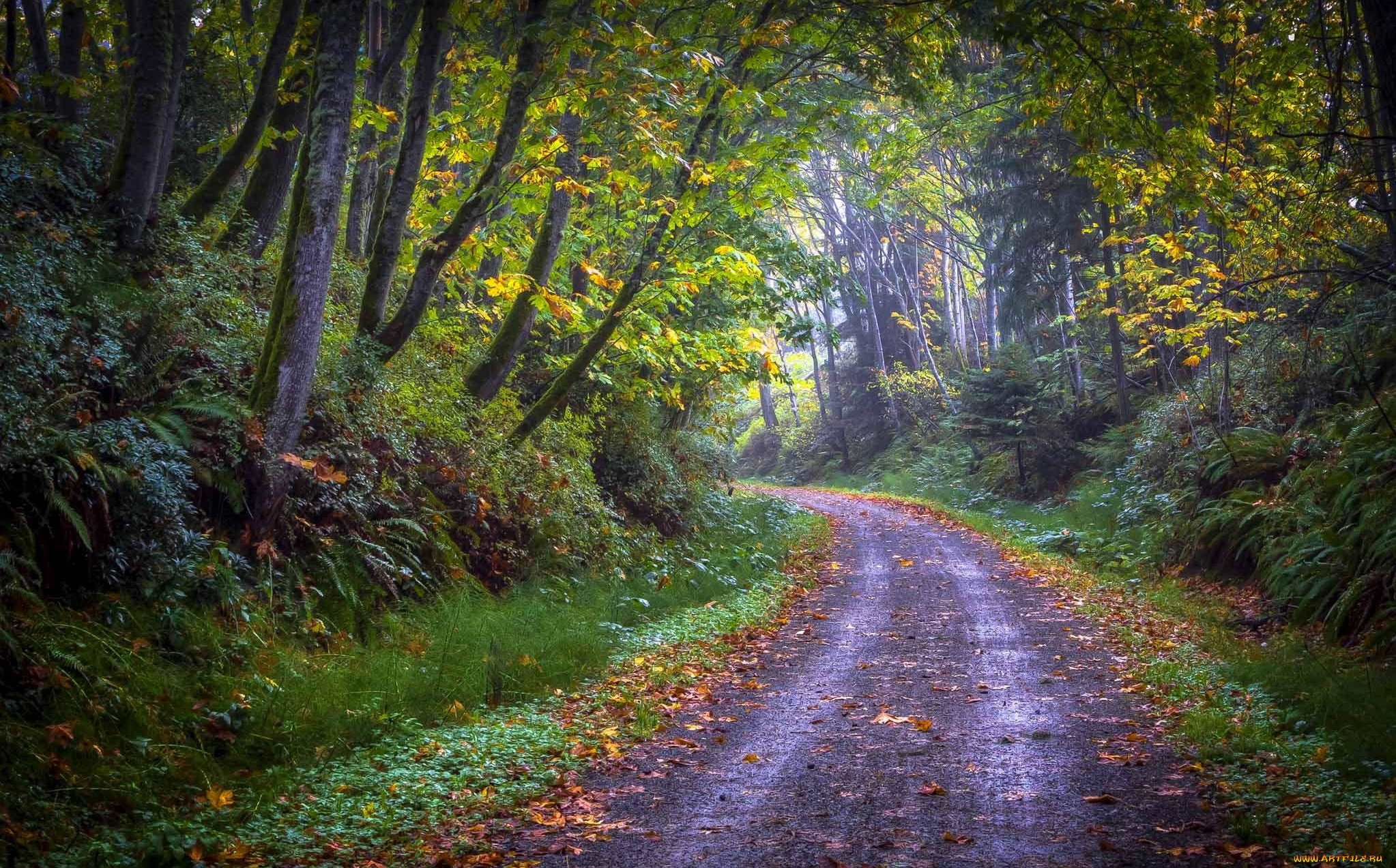 природа, дороги, лес, дорога