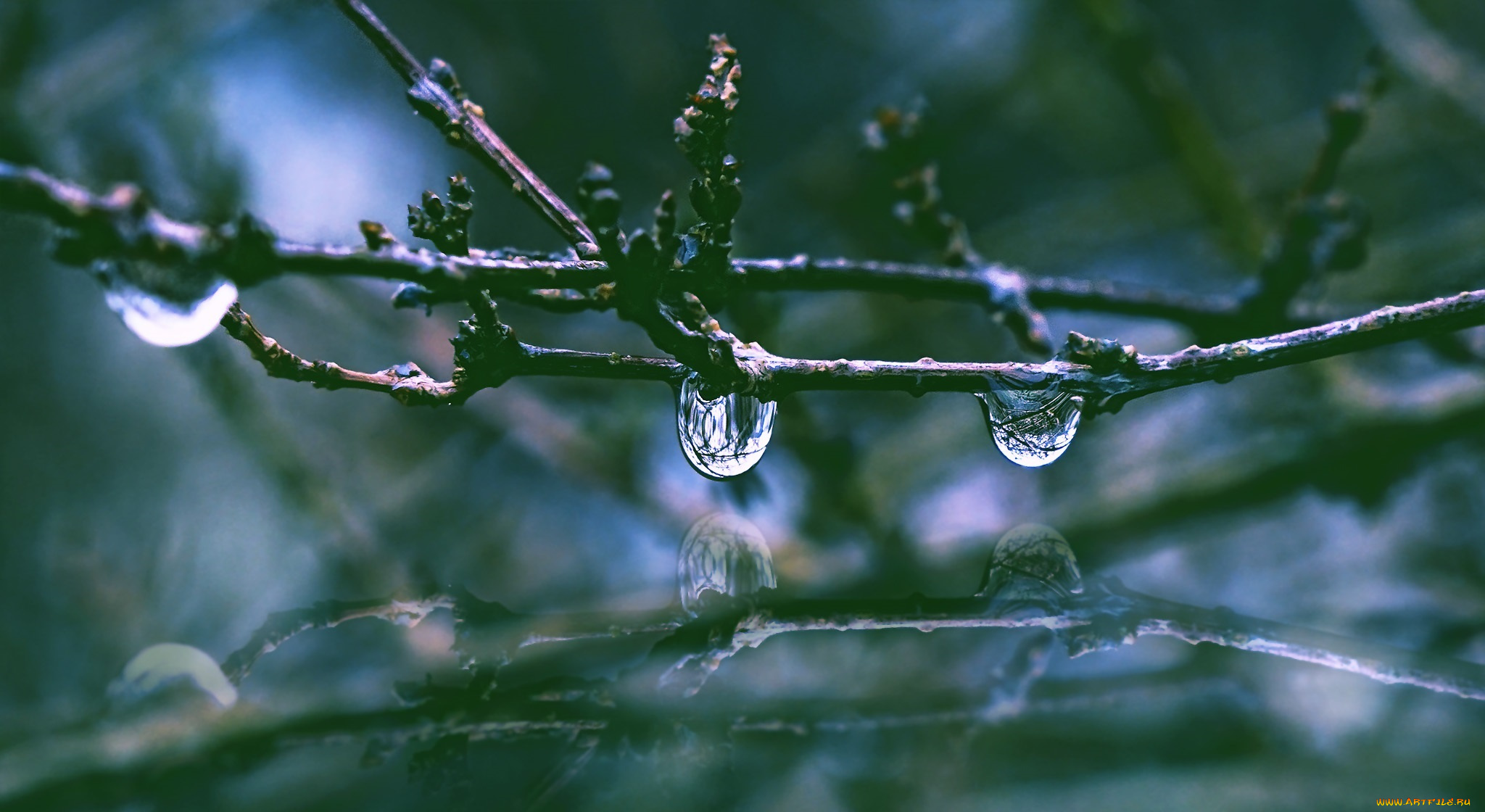 природа, макро, отражение, капли, ветка