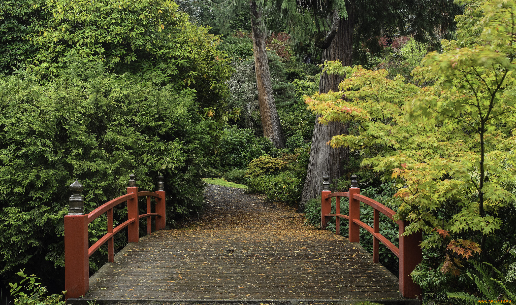 природа, дороги, дорожка, лес, мостик