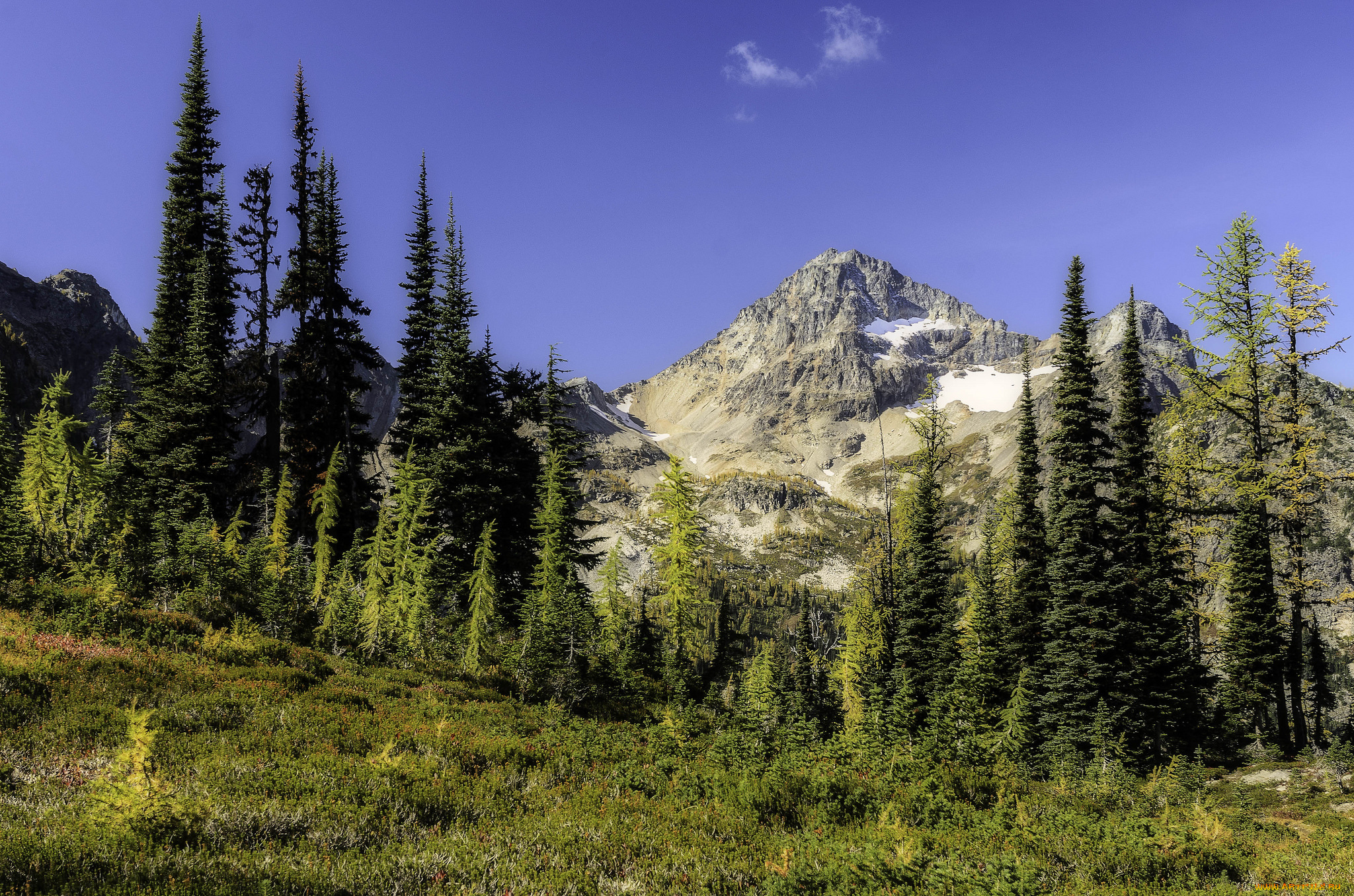 природа, горы, лес