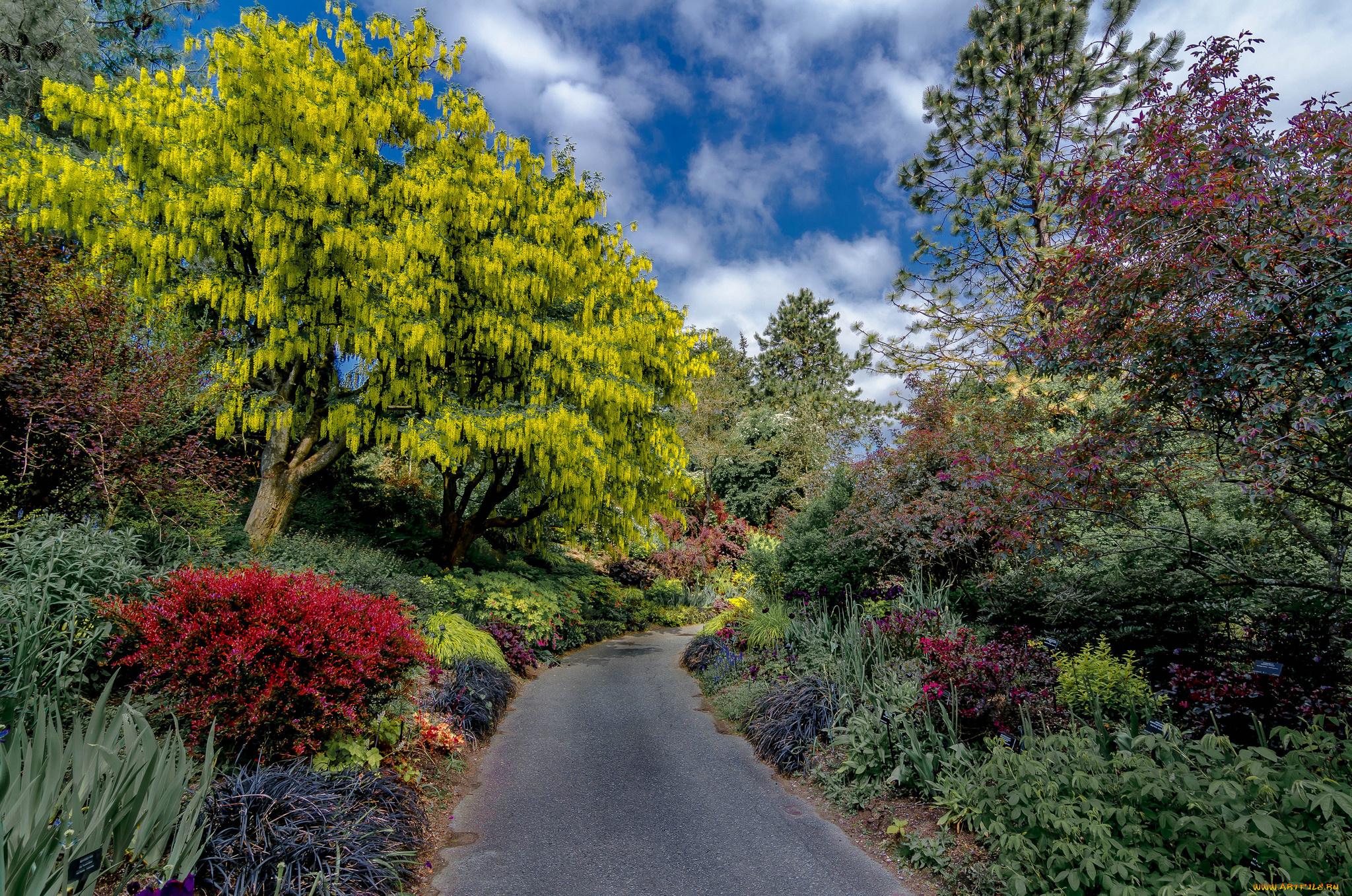 природа, дороги, дорожка, парк