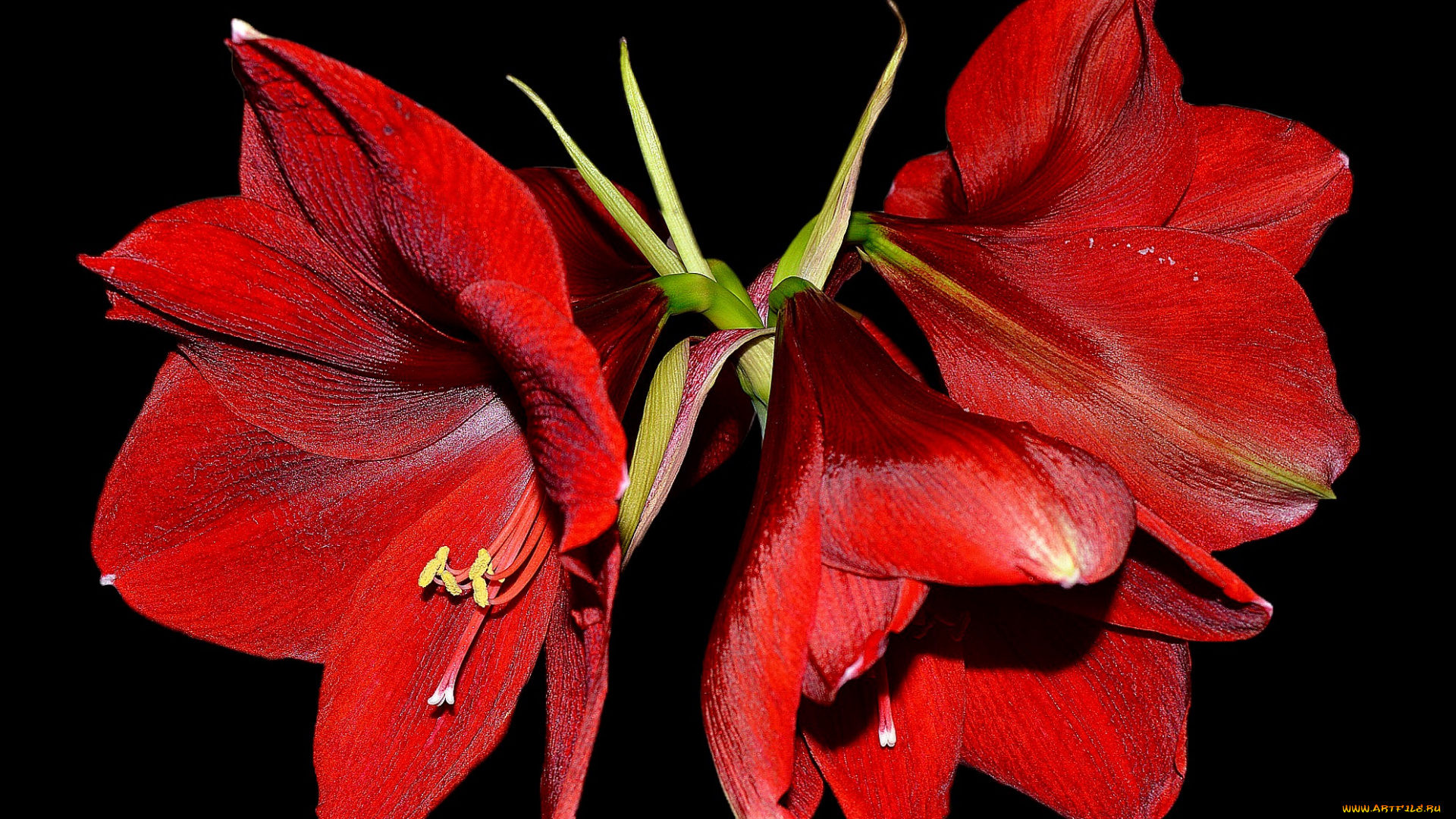 цветы, амариллисы, , гиппеаструмы, флора