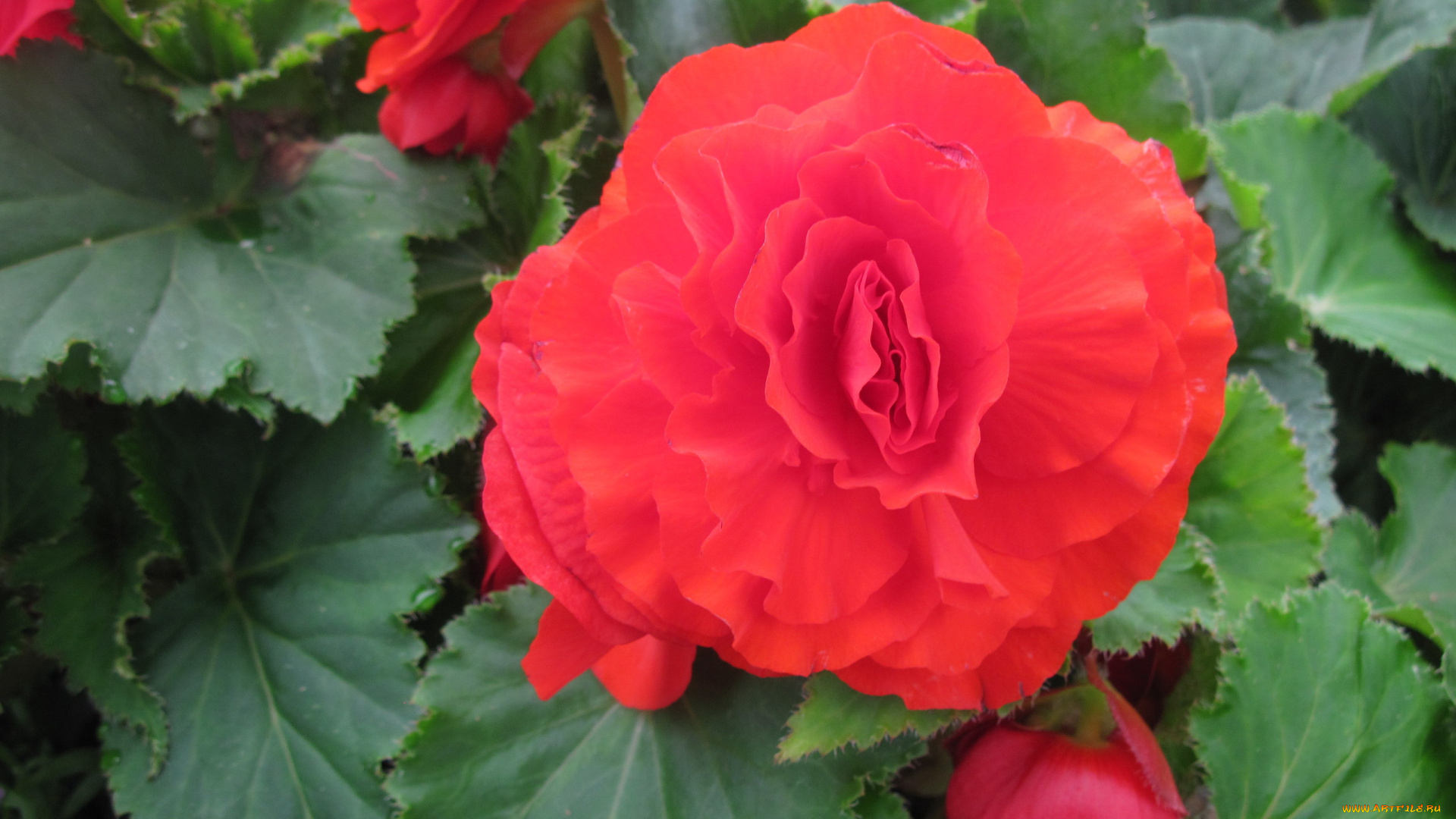 цветы, бегония, красный