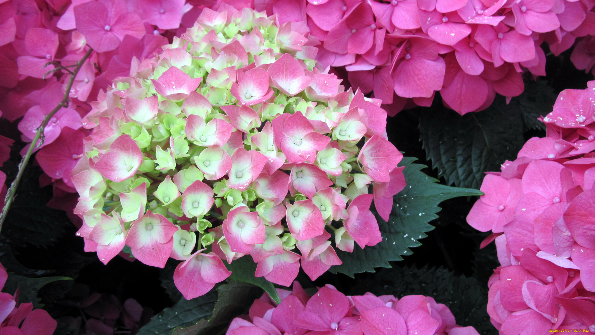 цветы, гортензия, розовый