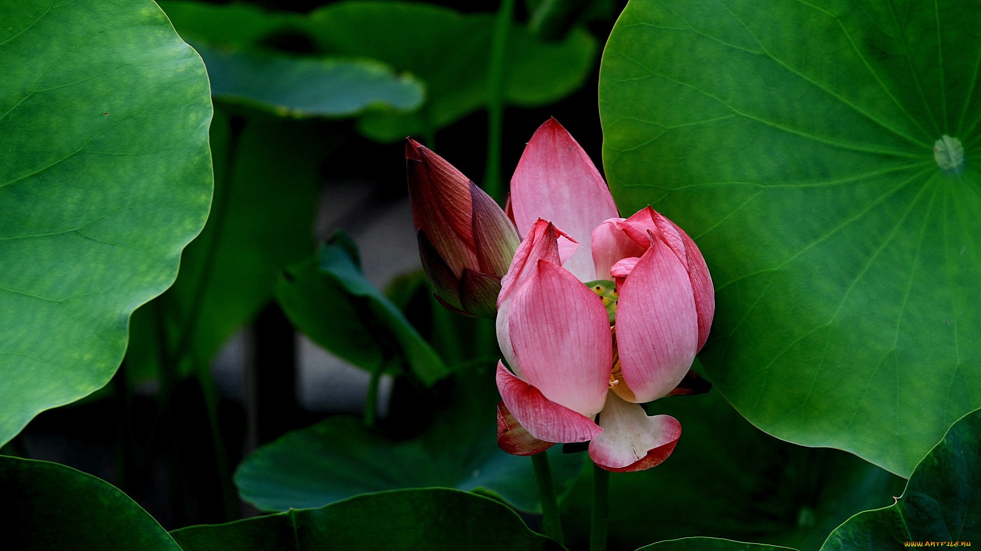 цветы, лотосы, фон, лепестки