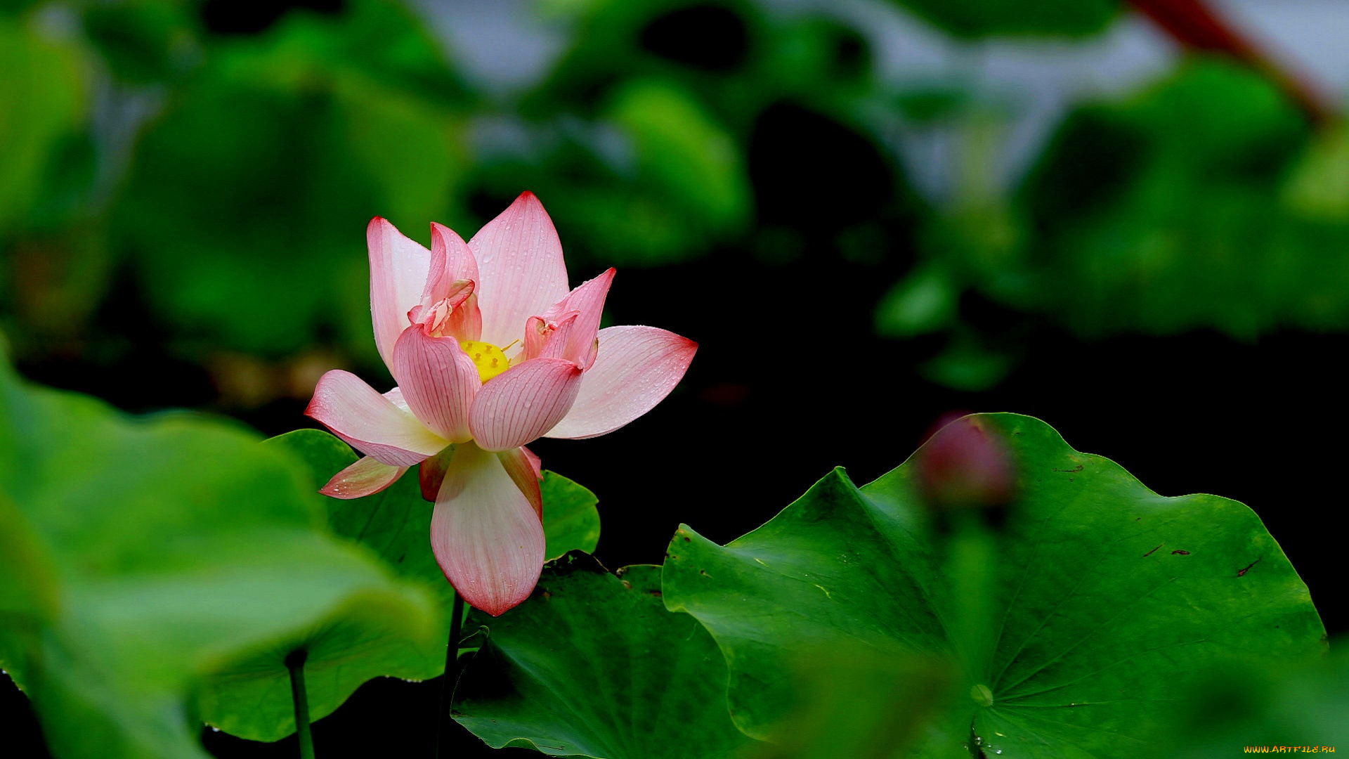 цветы, лотосы, лепестки, фон