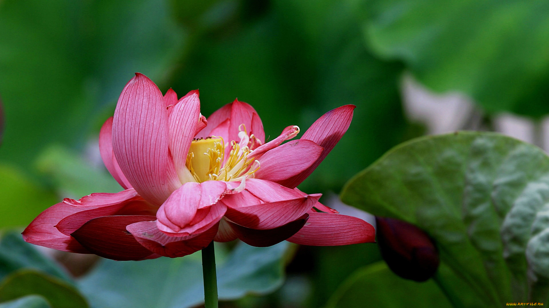 цветы, лотосы, лепестки, фон