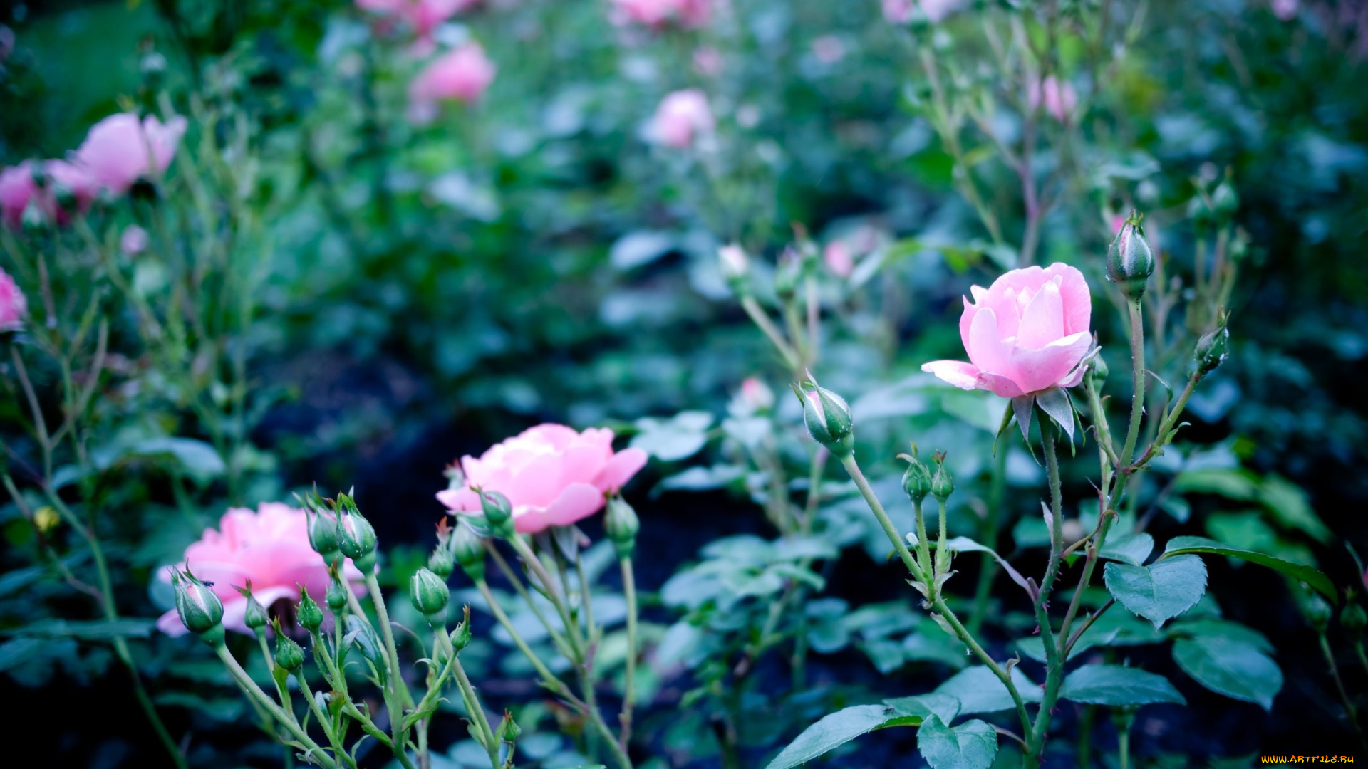 цветы, розы, розовые, кусты, бутоны