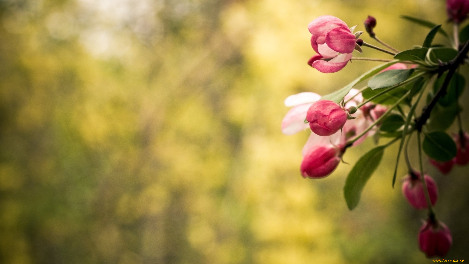 цветы, сакура, , вишня, цветение, весна, ветки, листья