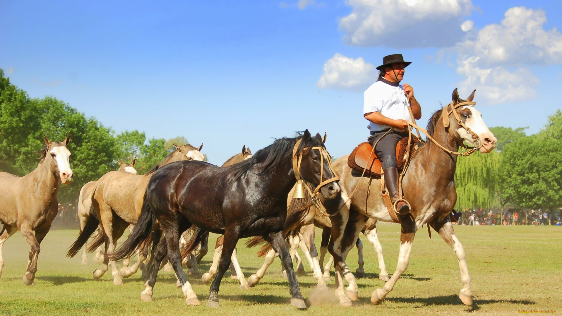 мужчины, -, unsort, облака, лошади, ковбой, табун
