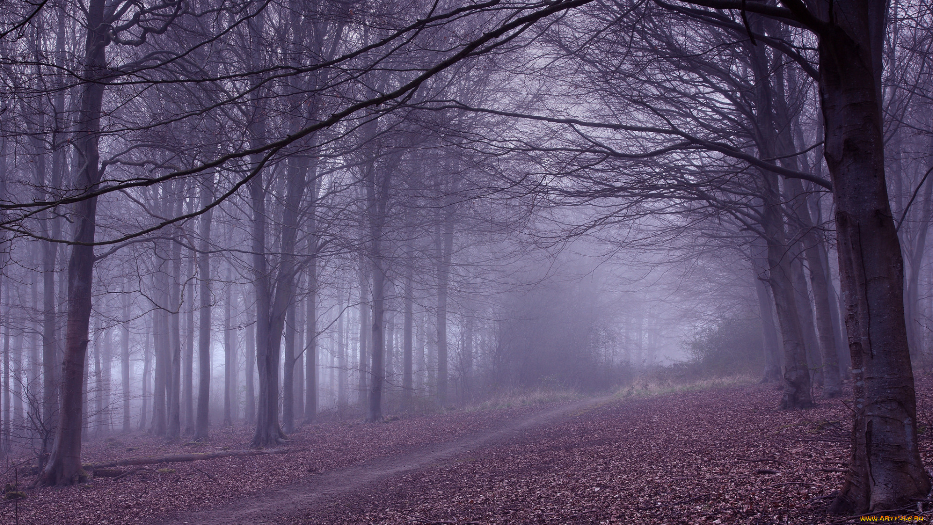 природа, дороги, туман, лес