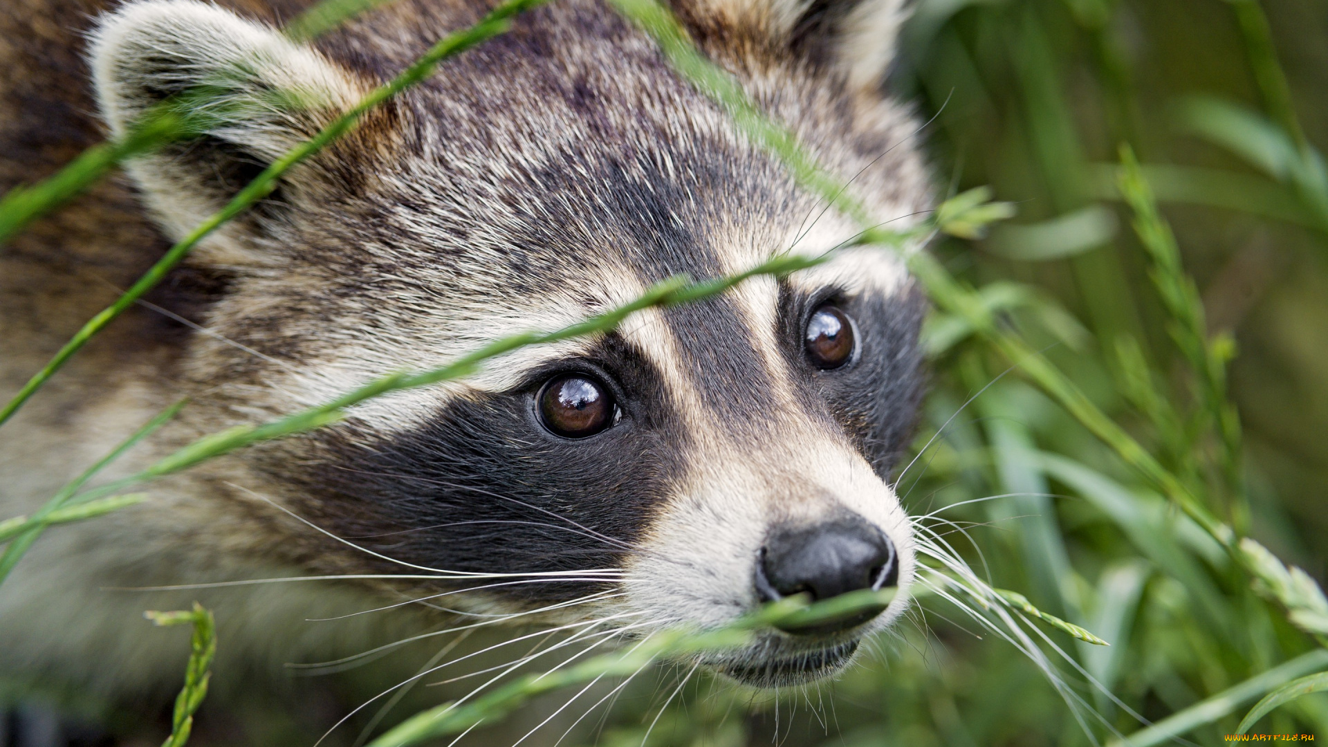 ©tambako, the, jaguar, животные, еноты, взгляд, глаза, морда, енот, трава