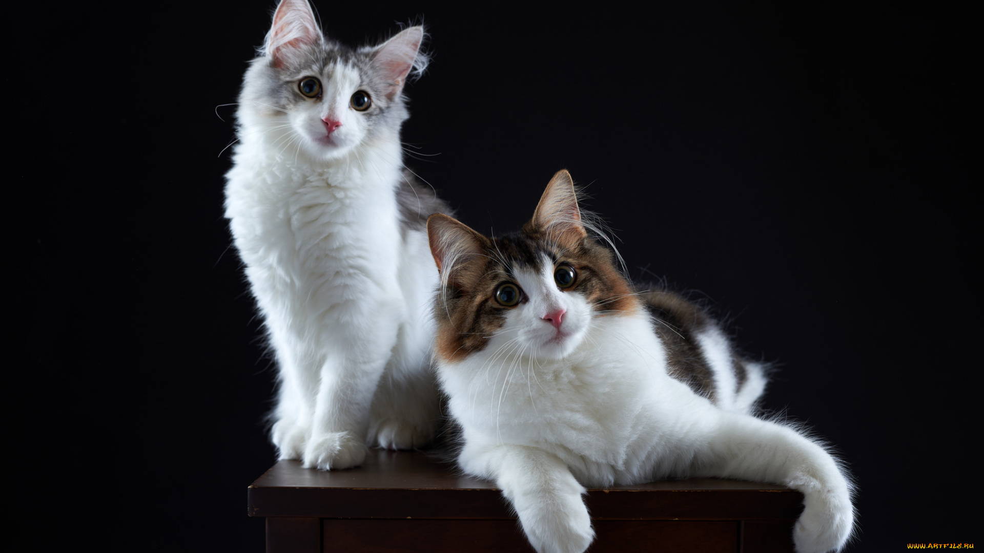 животные, коты, киса