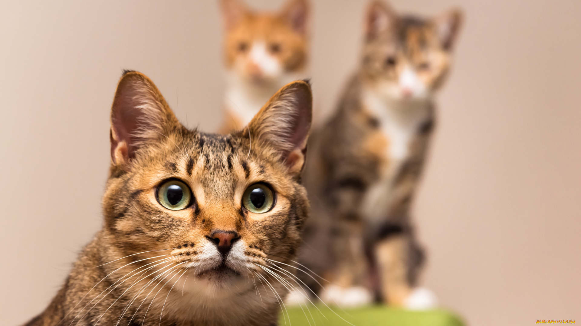 животные, коты, киса