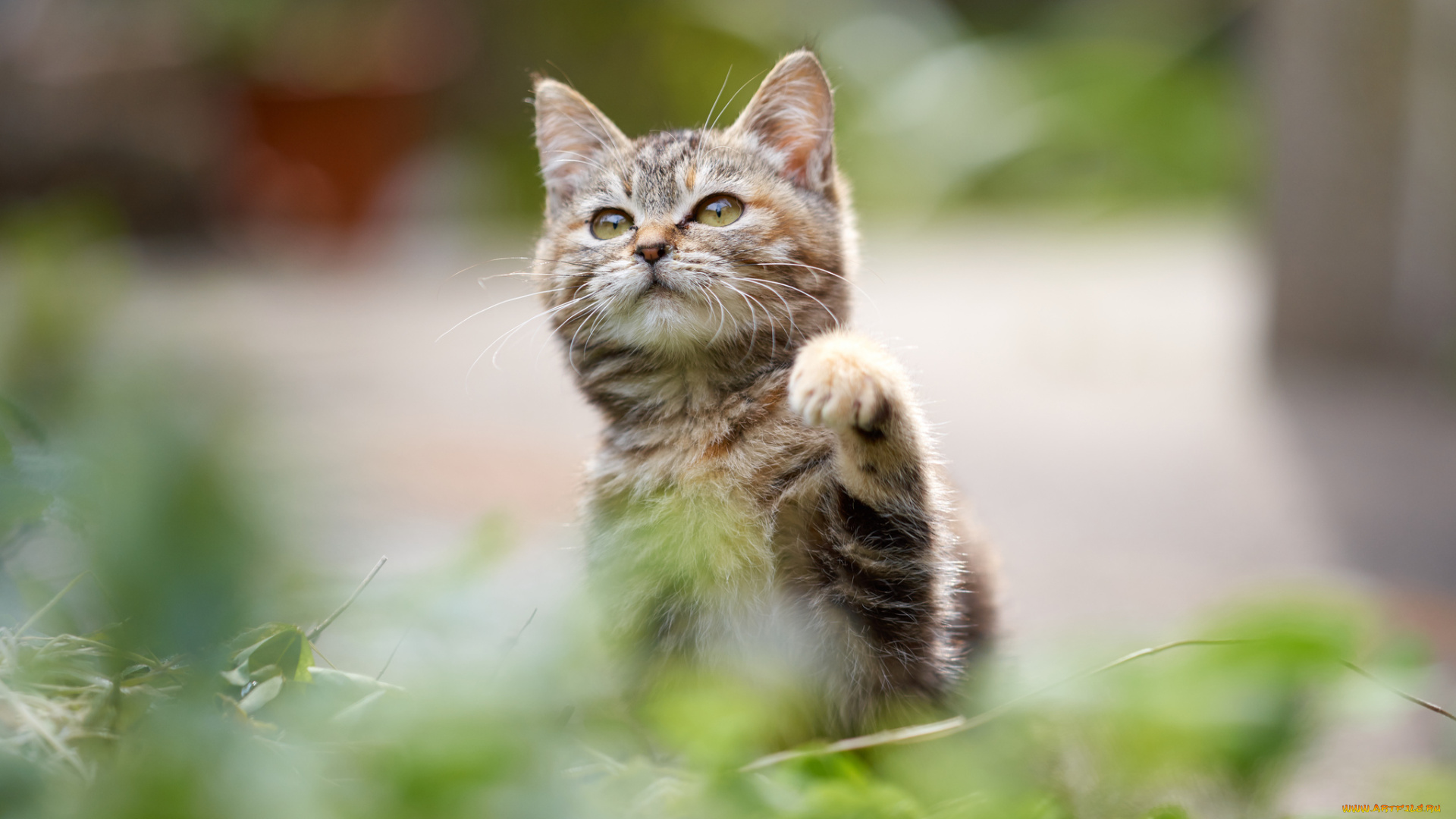 животные, коты, киса