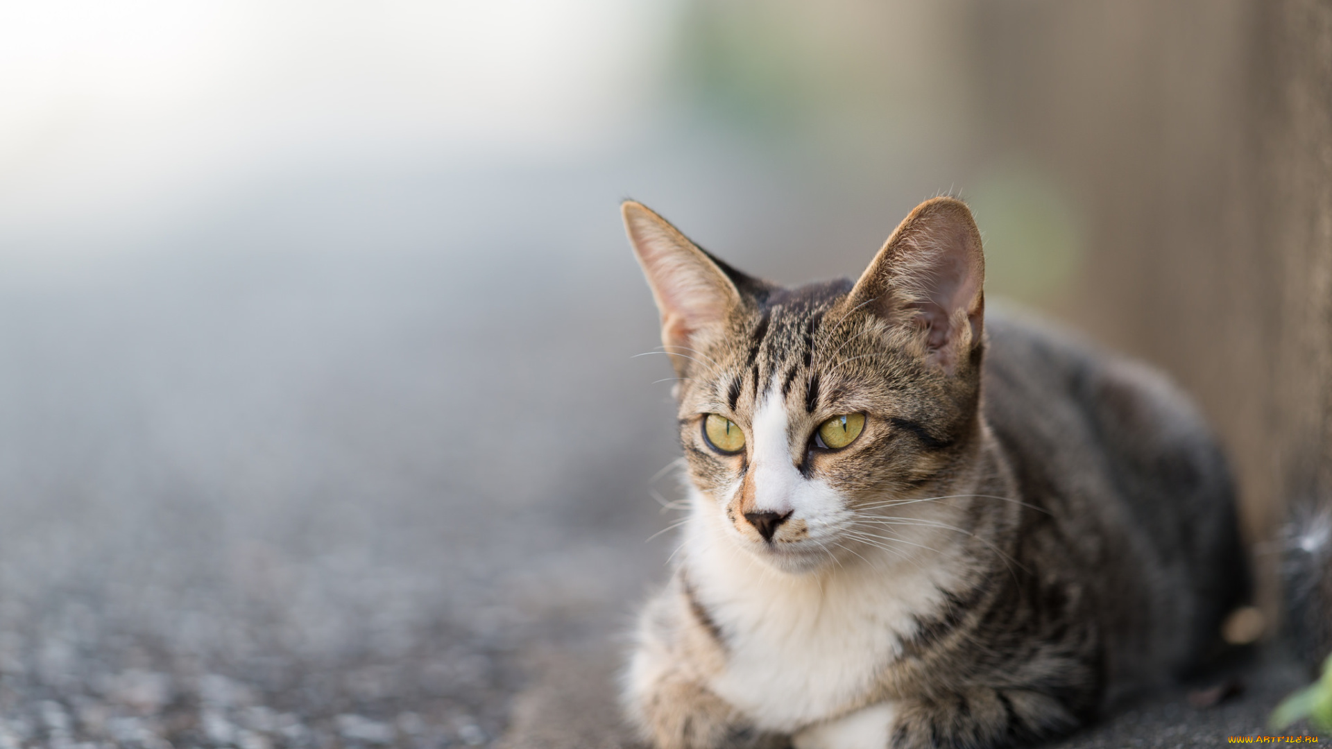 животные, коты, киса