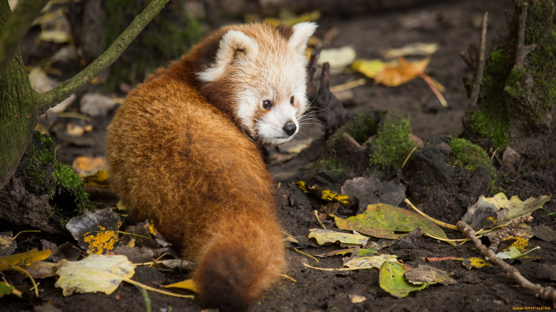 животные, панды, взгляд, листья, малая, панда, firefox, красная