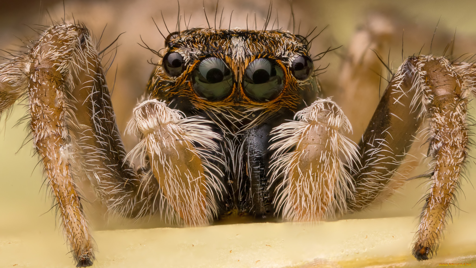 животные, пауки, паук, макро