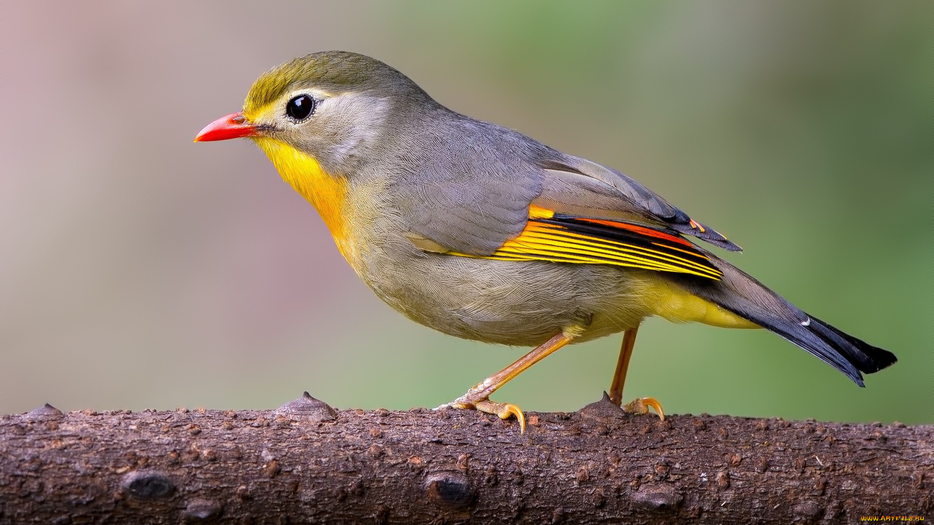 животные, птицы, ветка, птица