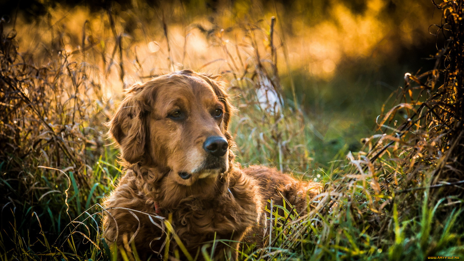 животные, собаки, друг, взгляд, собака