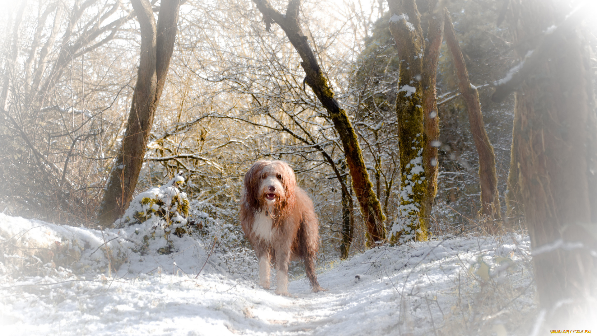 животные, собаки, лес, деревья, поток, водопад