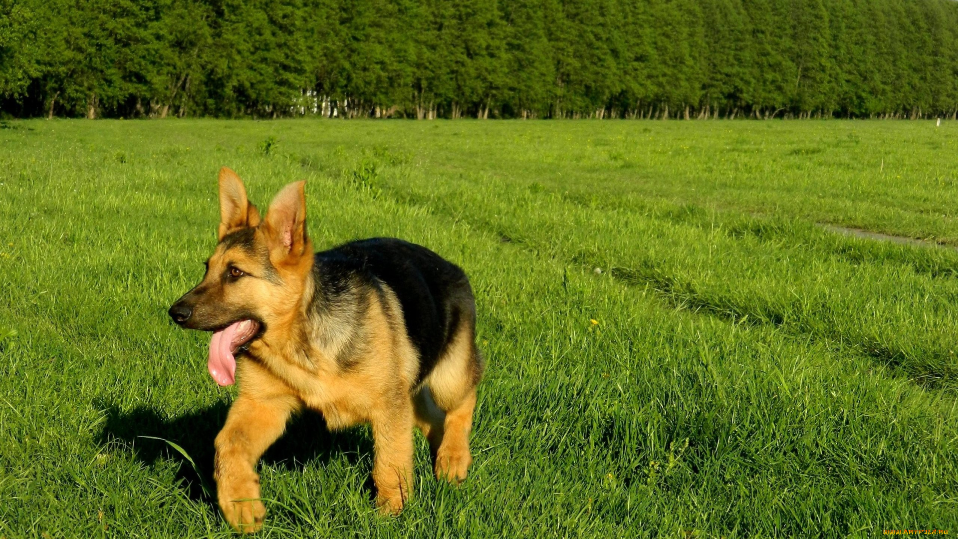 животные, собаки, трава, собака, овчарка, язык, деревья, лужайка