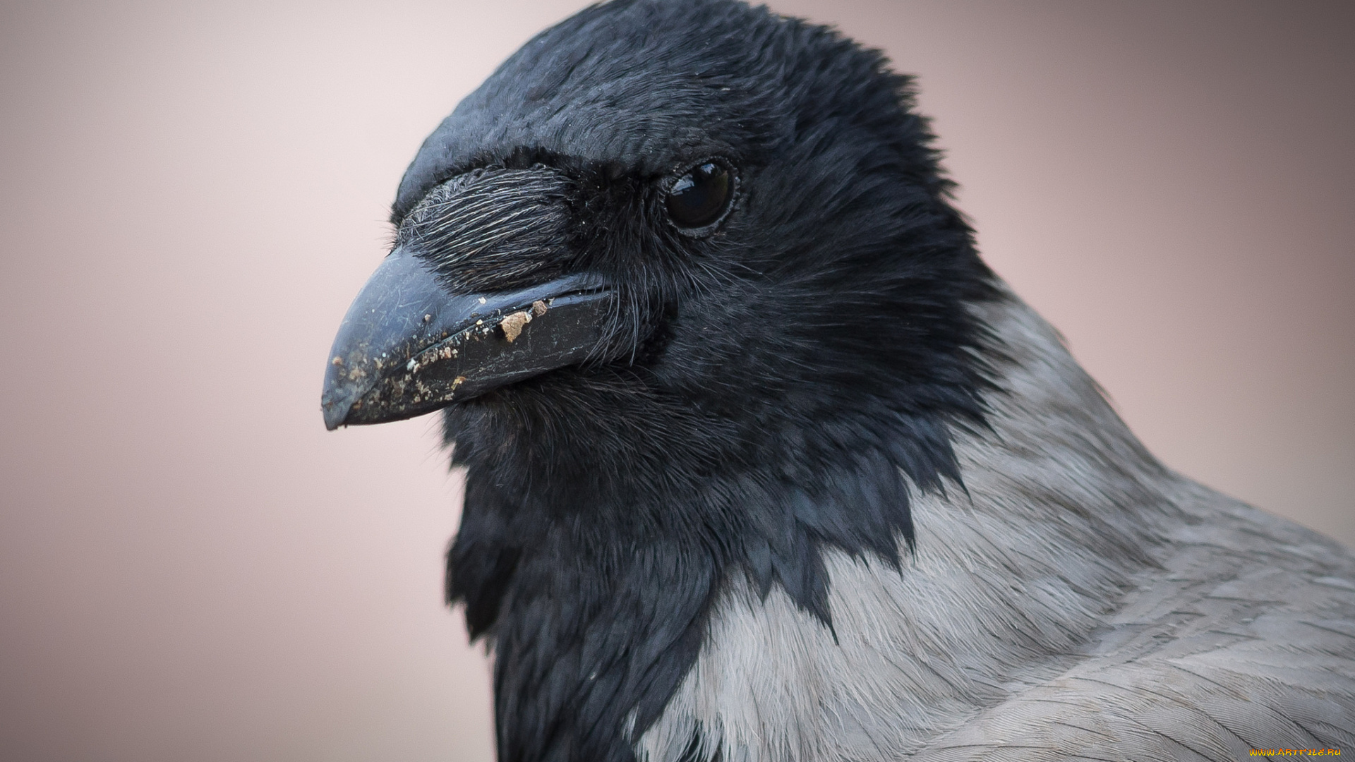 животные, вороны, , грачи, , галки, попугайчики