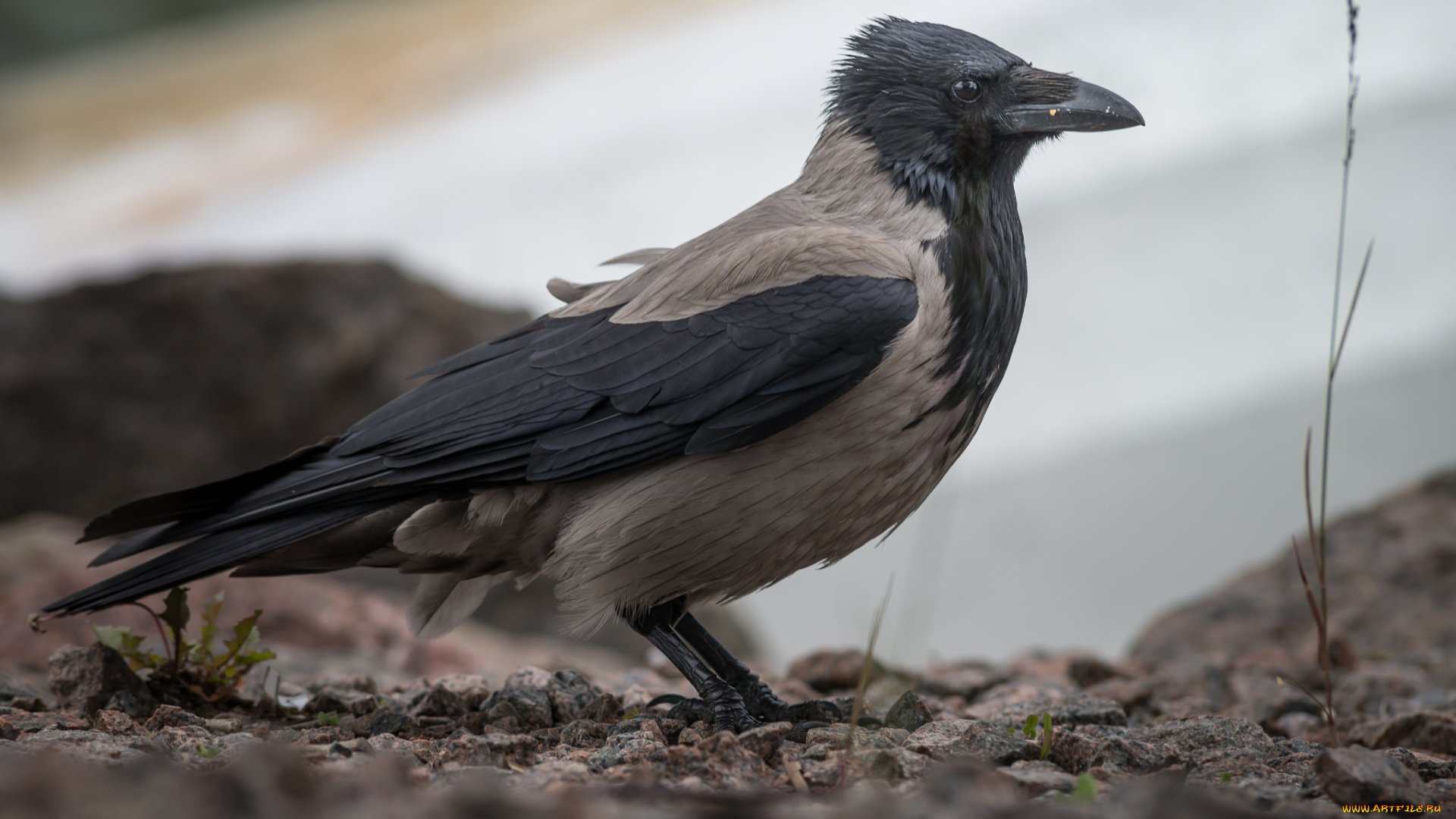 животные, вороны, , грачи, , галки, ворона