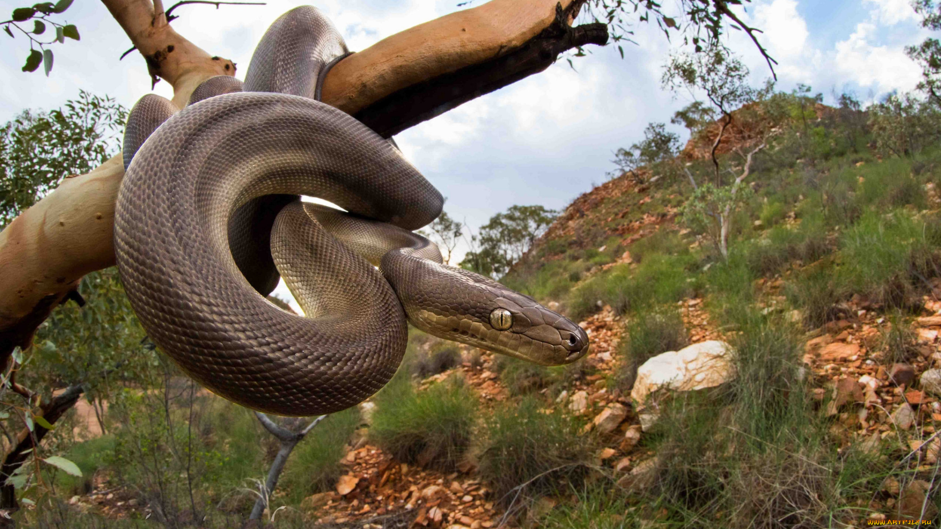 животные, змеи, , питоны, , кобры, питон