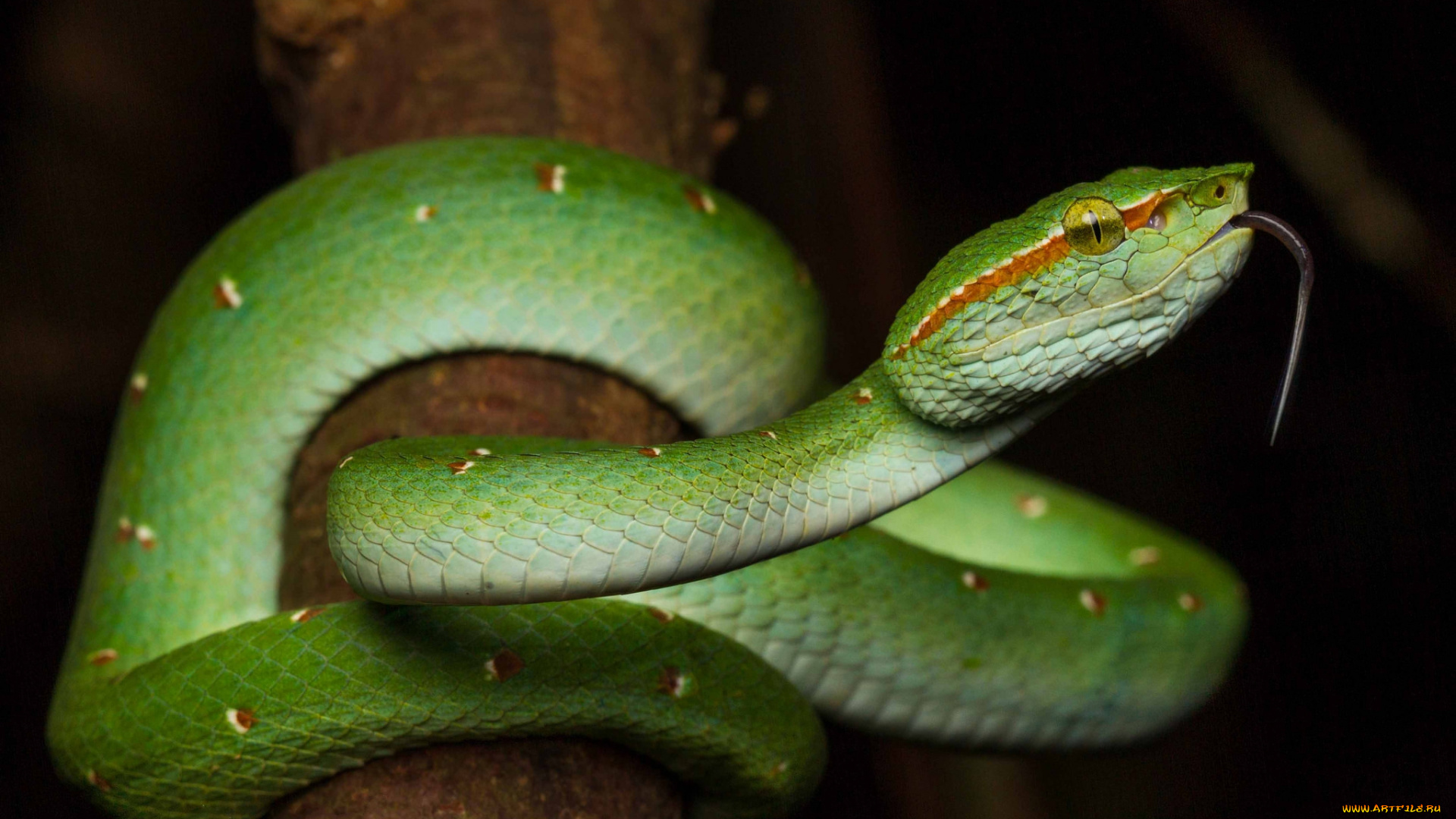 животные, змеи, , питоны, , кобры, змея