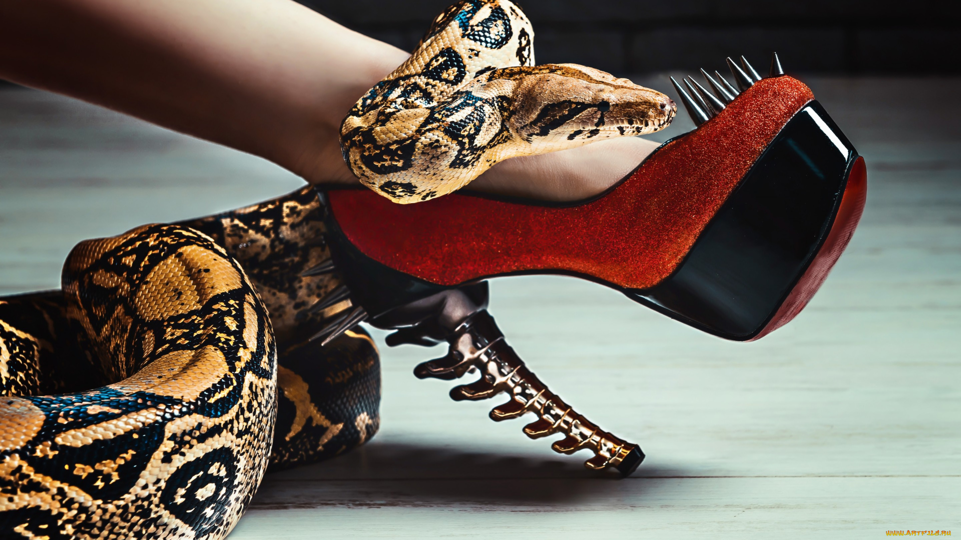 животные, змеи, , питоны, , кобры, змея, ножка, туфля, каблуки, шипы