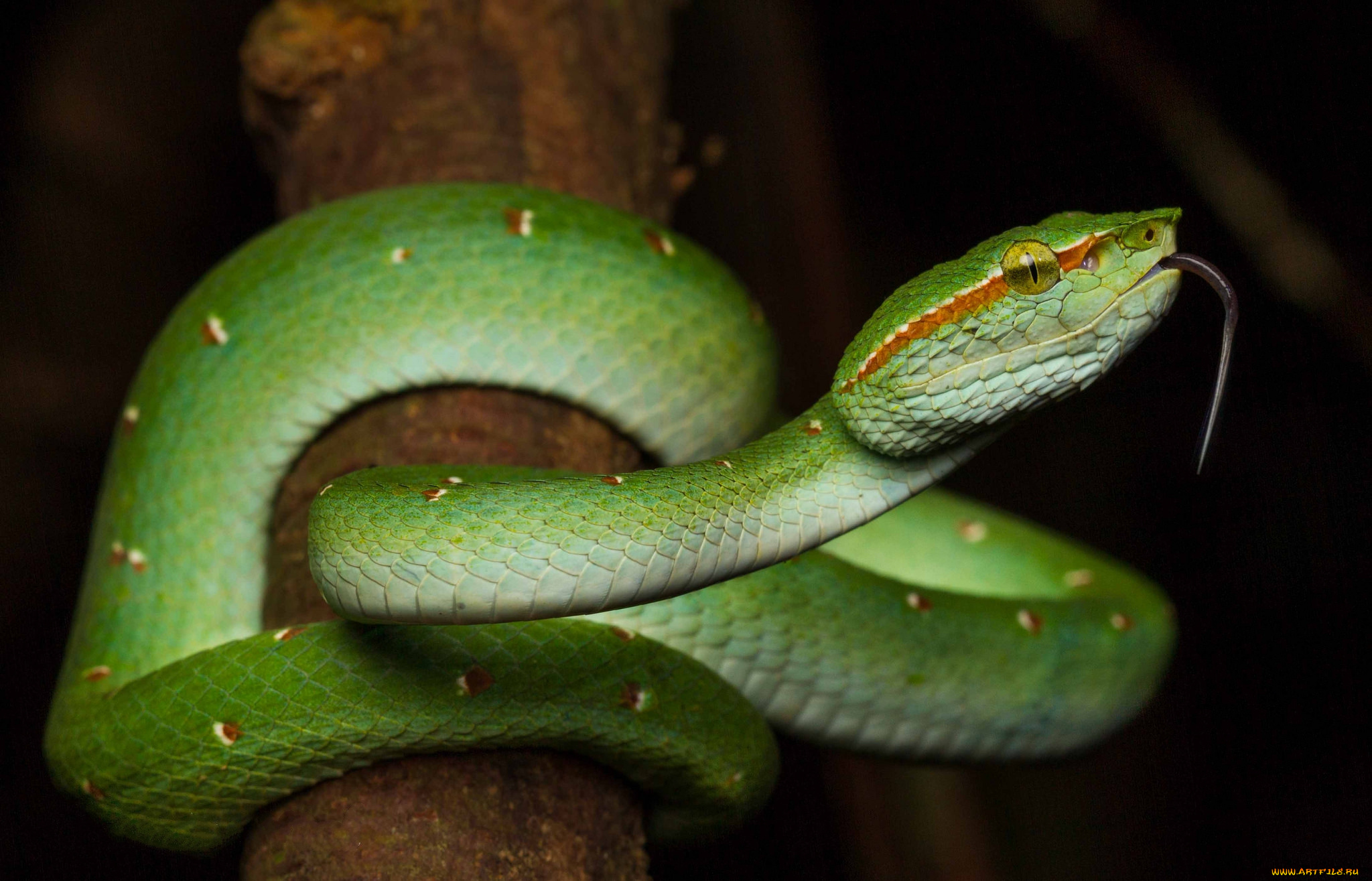 животные, змеи, , питоны, , кобры, змея