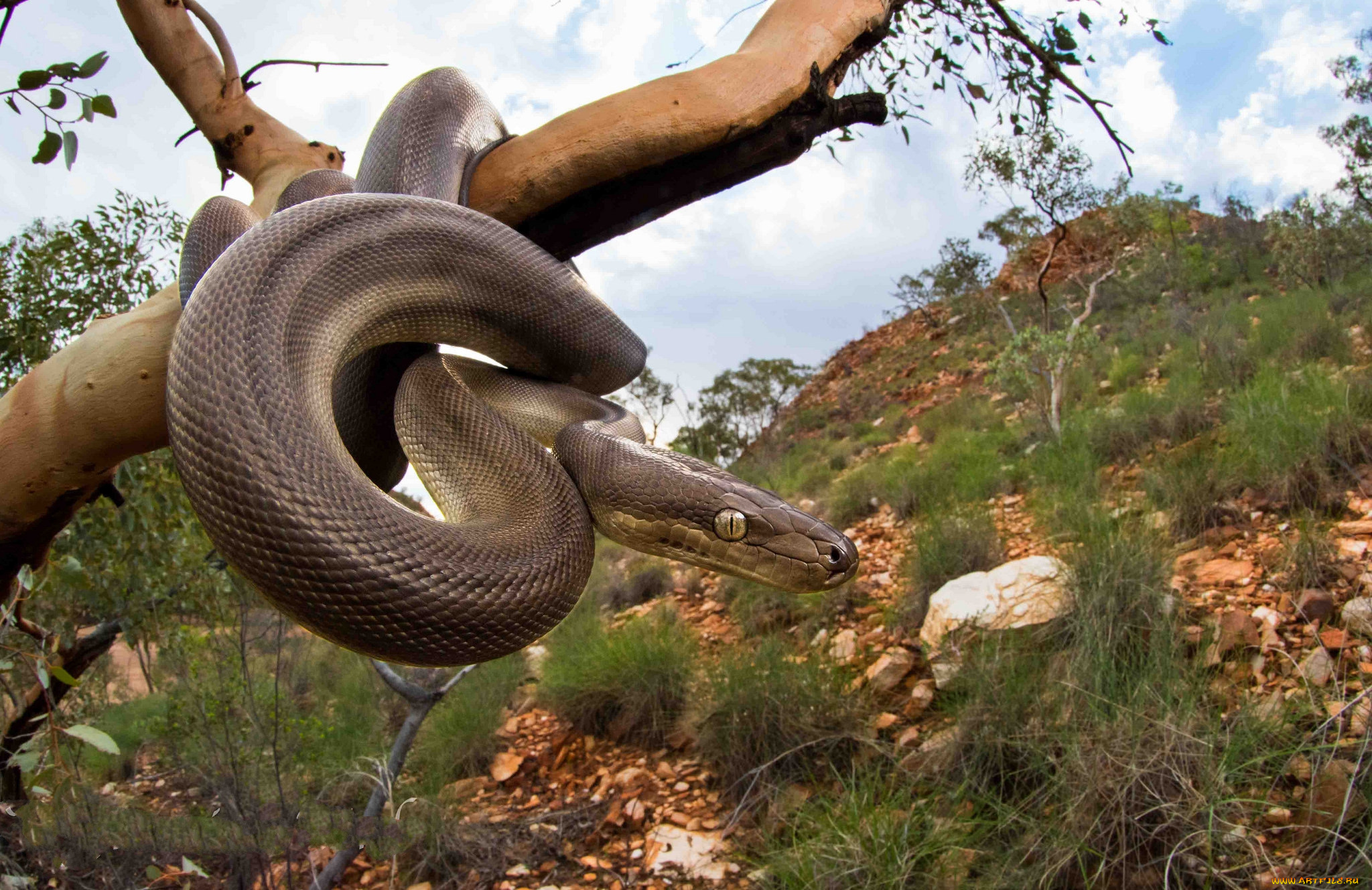 животные, змеи, , питоны, , кобры, питон