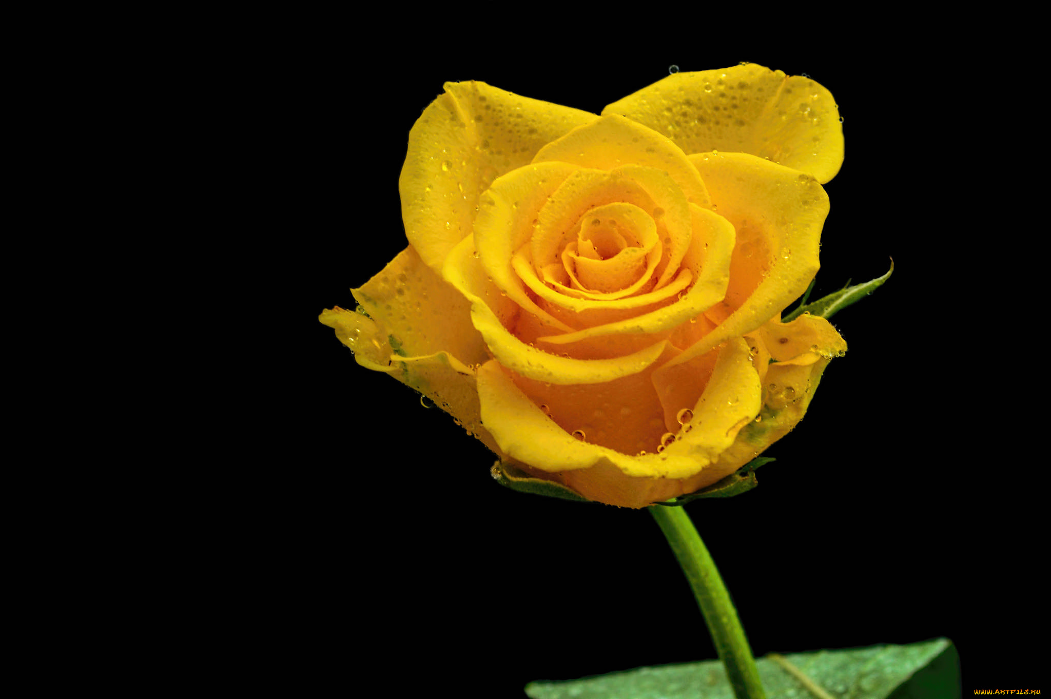 цветы, розы, флора