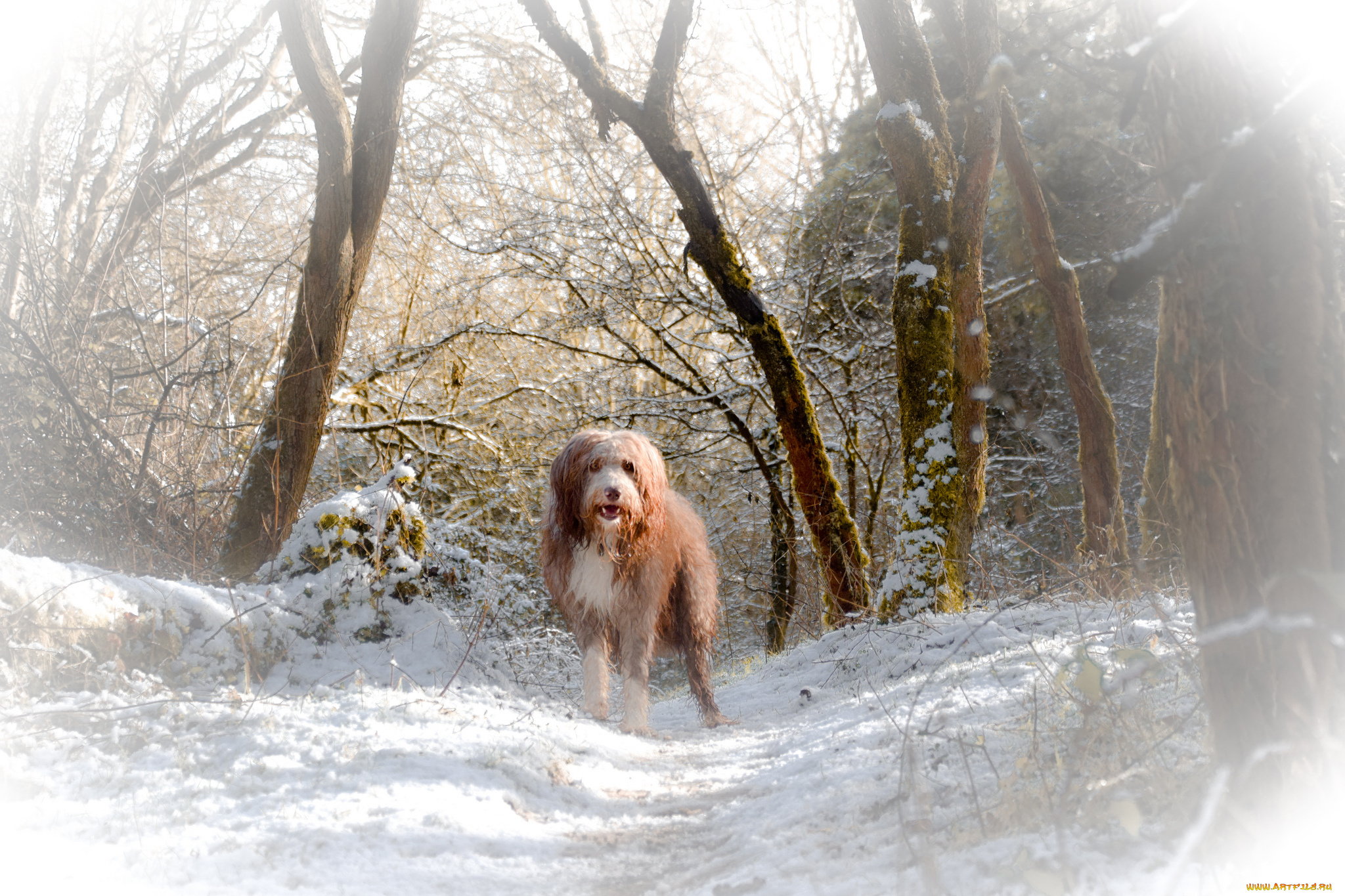 животные, собаки, лес, деревья, поток, водопад