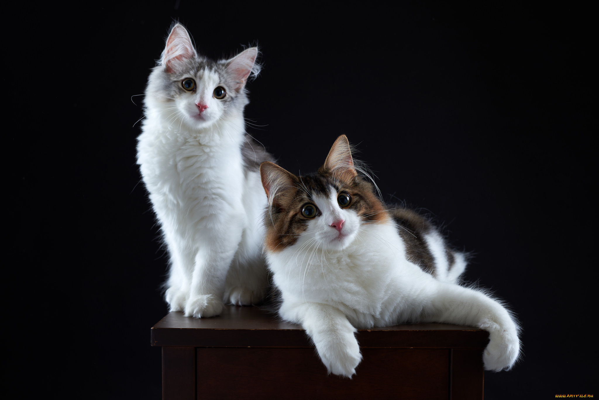 животные, коты, киса