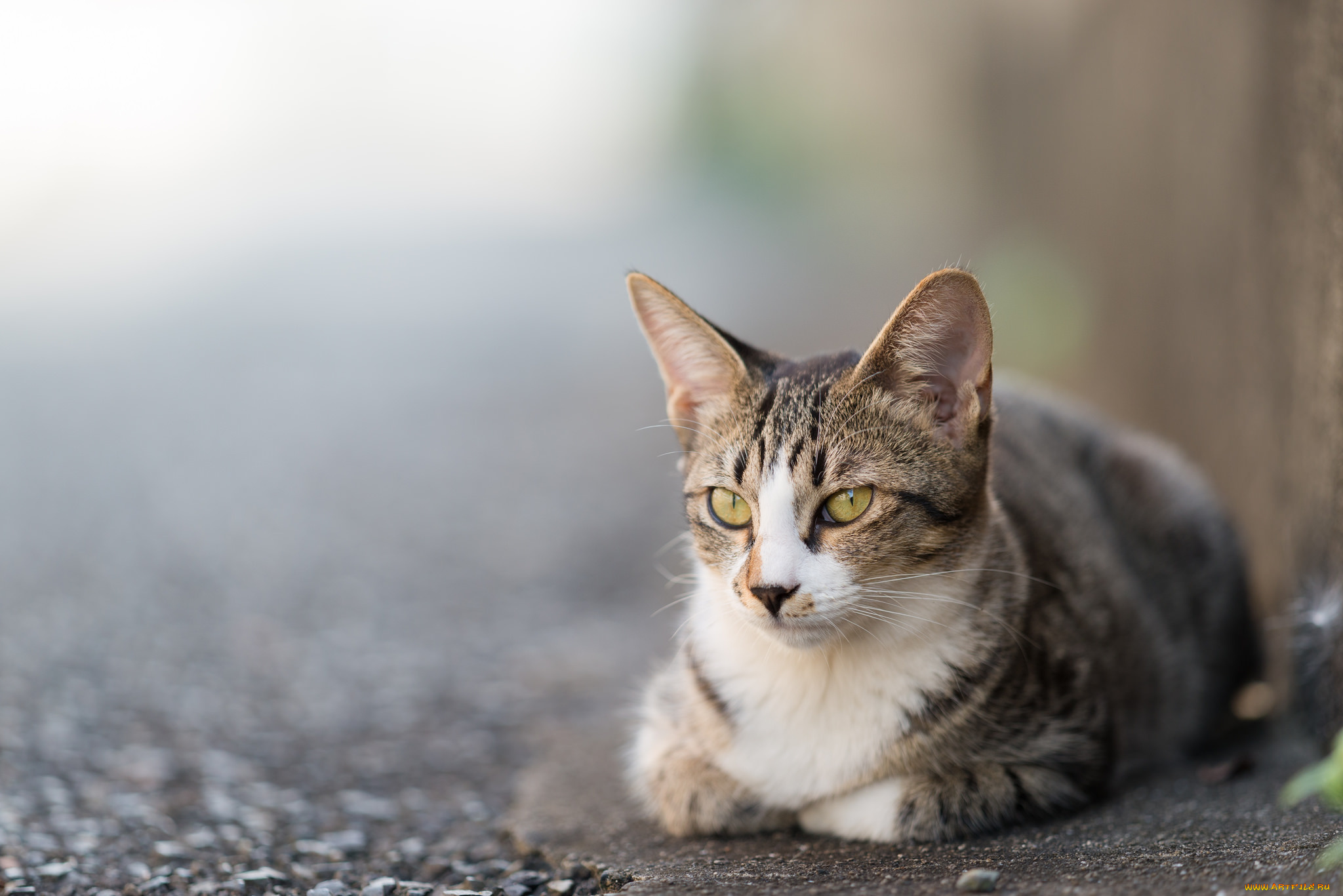 животные, коты, киса